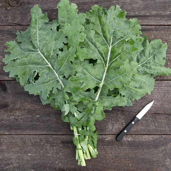 White Russian Kale Fidesi 3 Adet