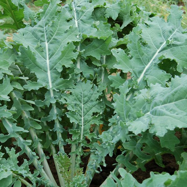 White Russian Kale Fidesi 3 Adet
