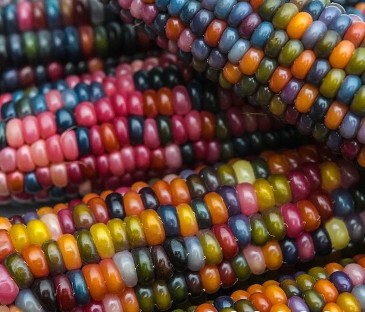 Glass Gem Mısır Fidesi 6 Adet