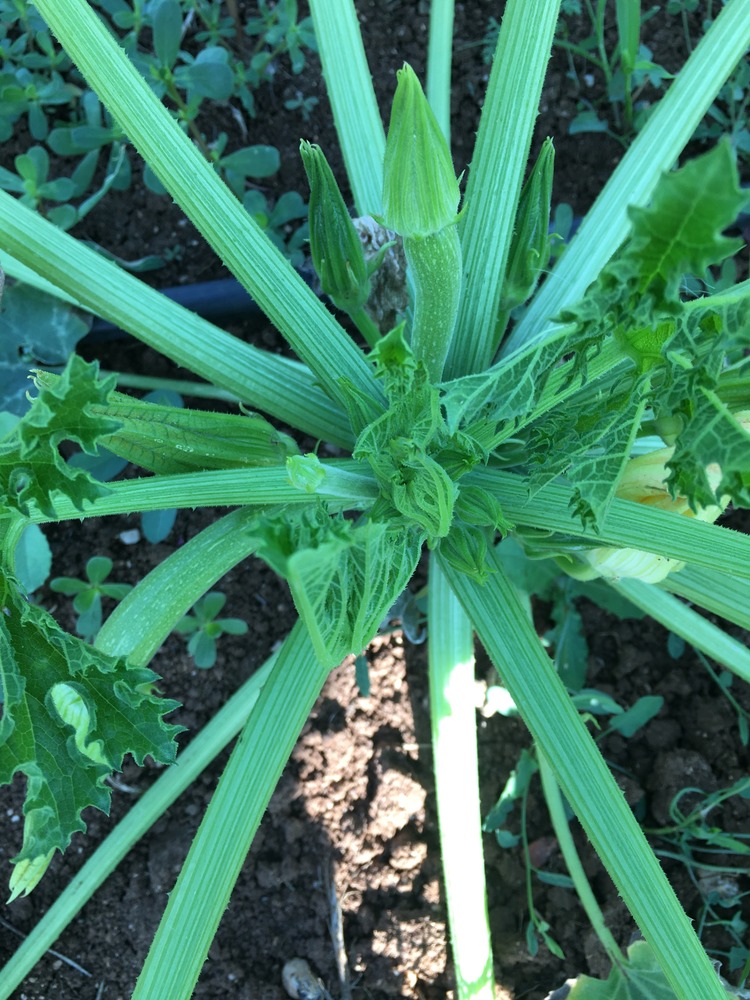 Alberello di Sarzana Kabak Fidesi 3 Adet