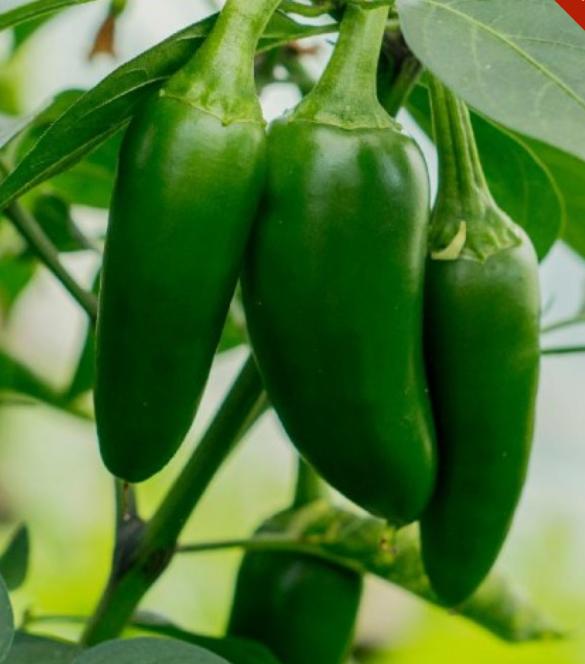 Jalapeno M Biber Fidesi 3 Adet