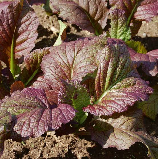Japanese Giant Red Hardalotu Fidesi 3 Adet