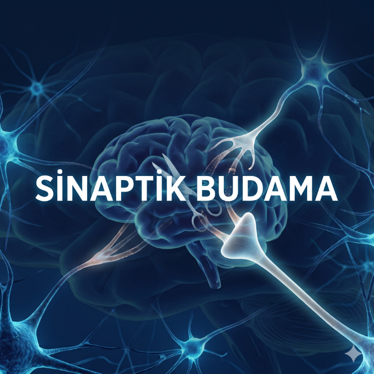 SİNAPTİK BUDAMA