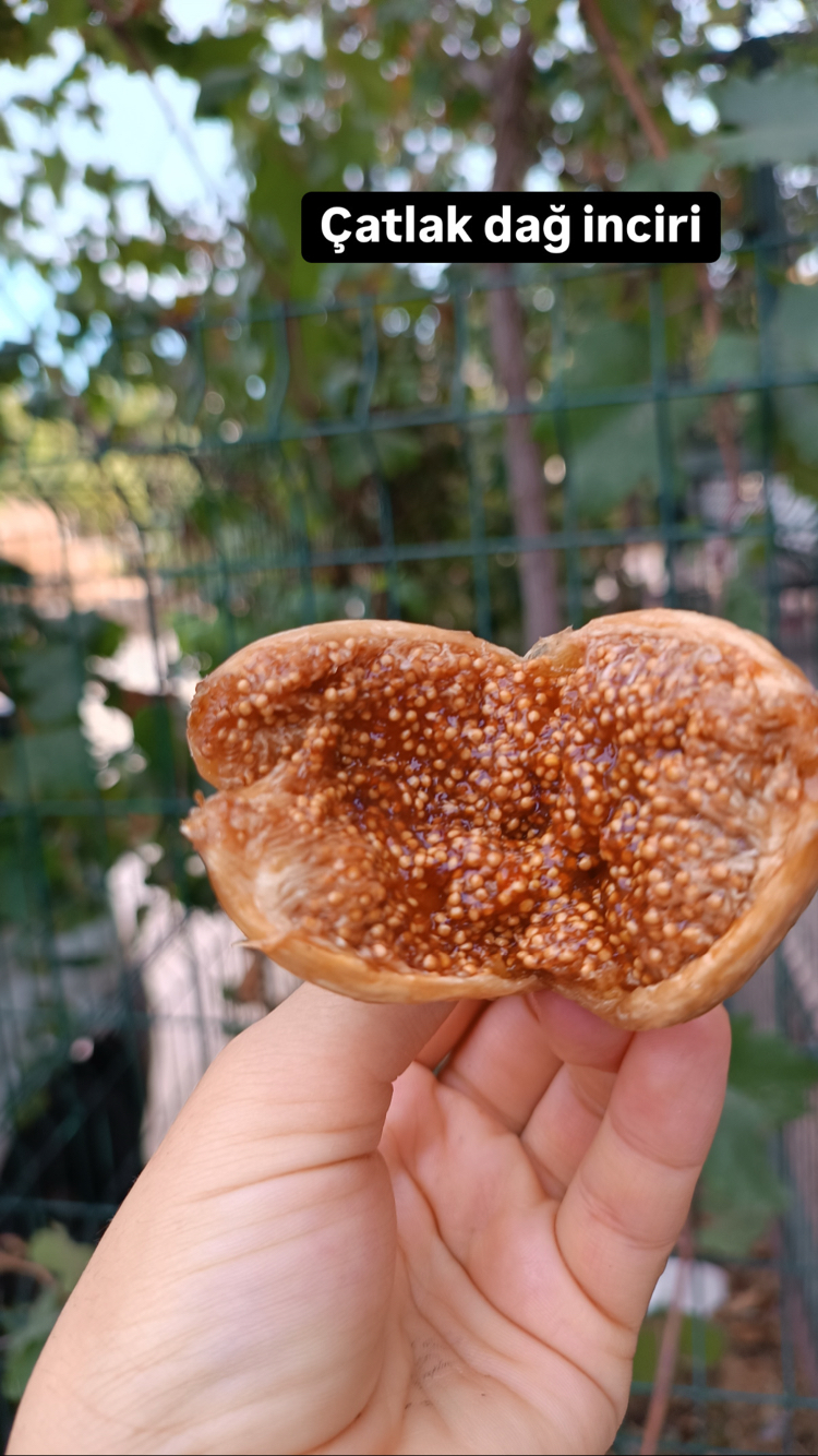 1 kg büyük boy çatlak yeni mahsül dağ inciri 