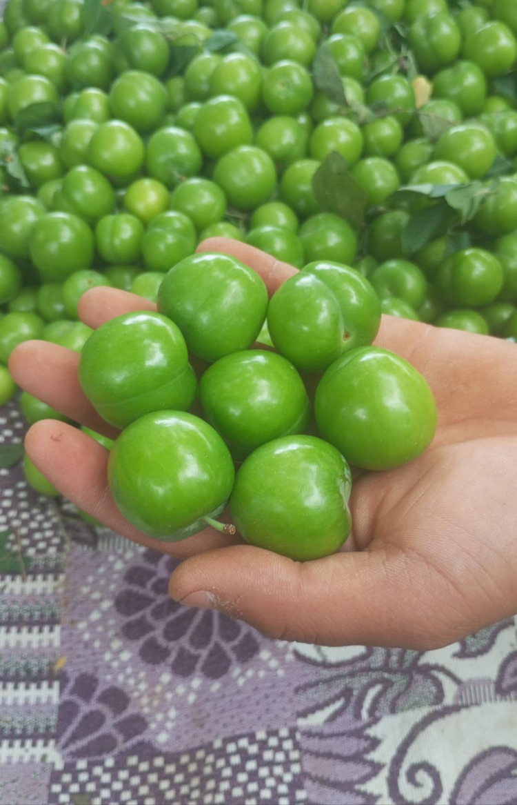 1 kg papaz eriği