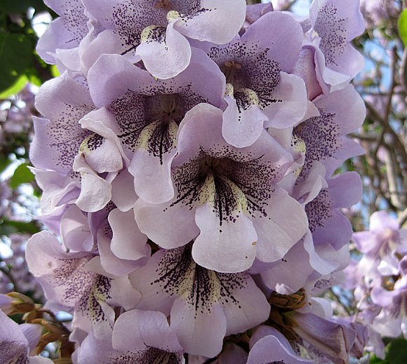 60 Adet-Paulownia tomentosa tohumu (Beyaz), Dünyanın en hızlı büyüyen ağacı, tez ağaç