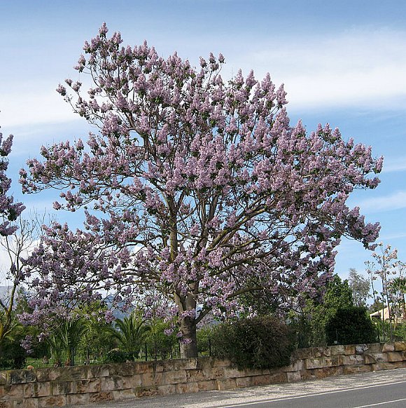 60 Adet-Paulownia tomentosa tohumu (Beyaz), Dünyanın en hızlı büyüyen ağacı, tez ağaç