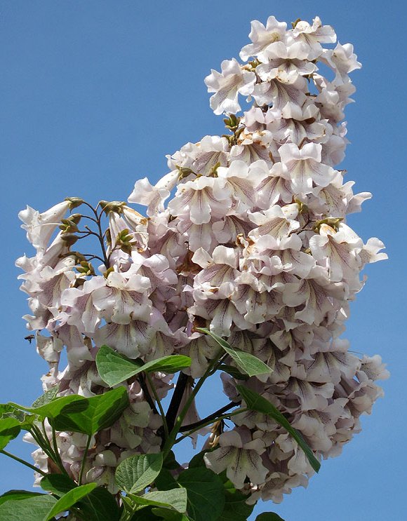 60 Adet-Paulownia tomentosa tohumu (Beyaz), Dünyanın en hızlı büyüyen ağacı, tez ağaç
