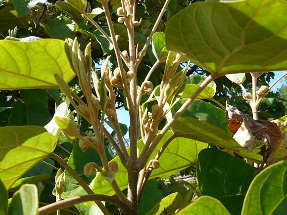 60 Adet-Paulownia tomentosa tohumu (Beyaz), Dünyanın en hızlı büyüyen ağacı, tez ağaç