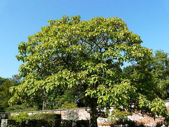 60 Adet-Paulownia tomentosa tohumu (Beyaz), Dünyanın en hızlı büyüyen ağacı, tez ağaç
