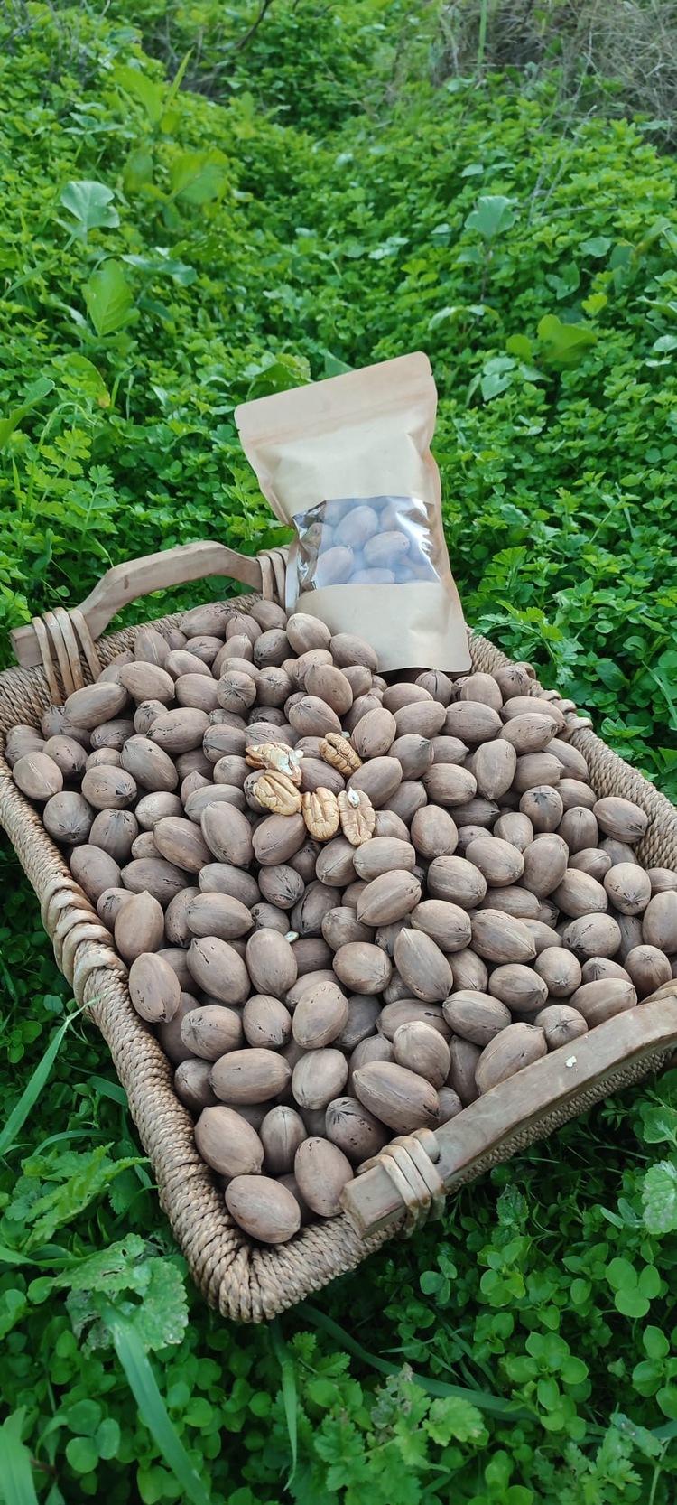 Pikan cevizi 340