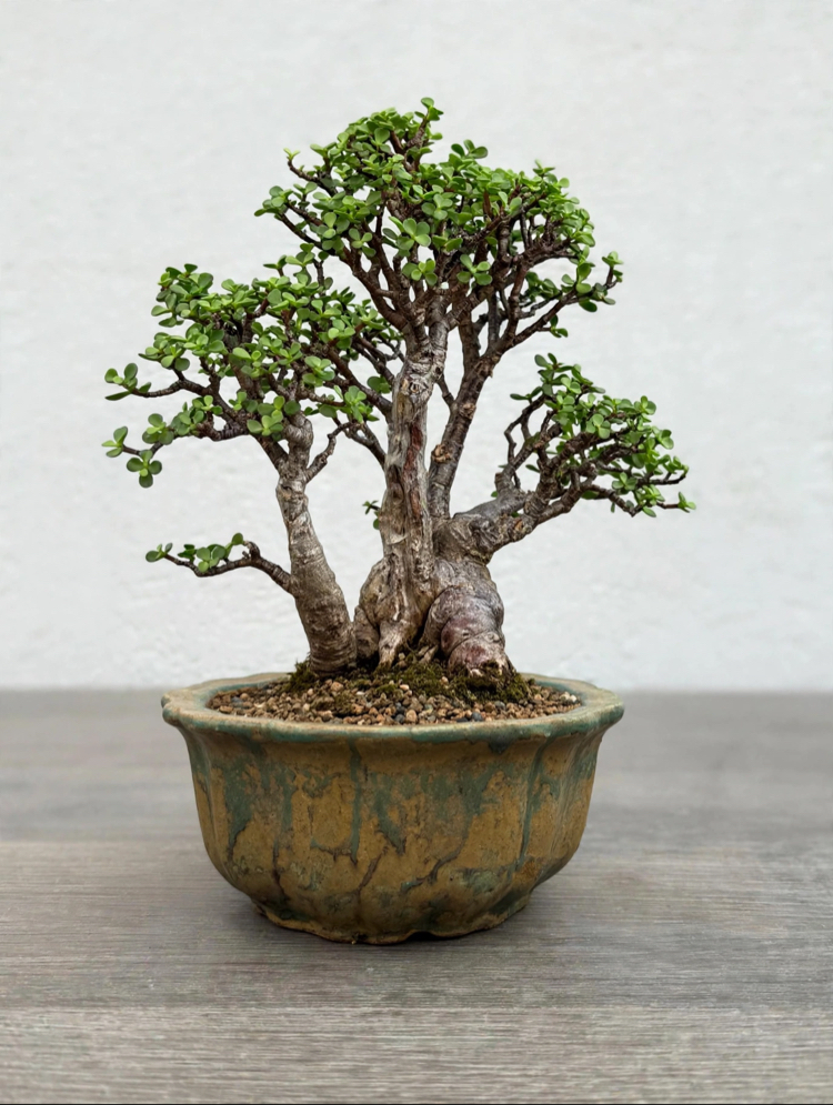 Stoneware Sırlı Seramik Bonsai Saksısı 18 cm