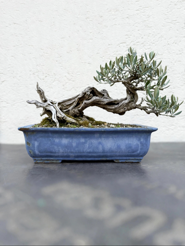 Stoneware Sırlı Seramik Bonsai Saksısı 40 cm