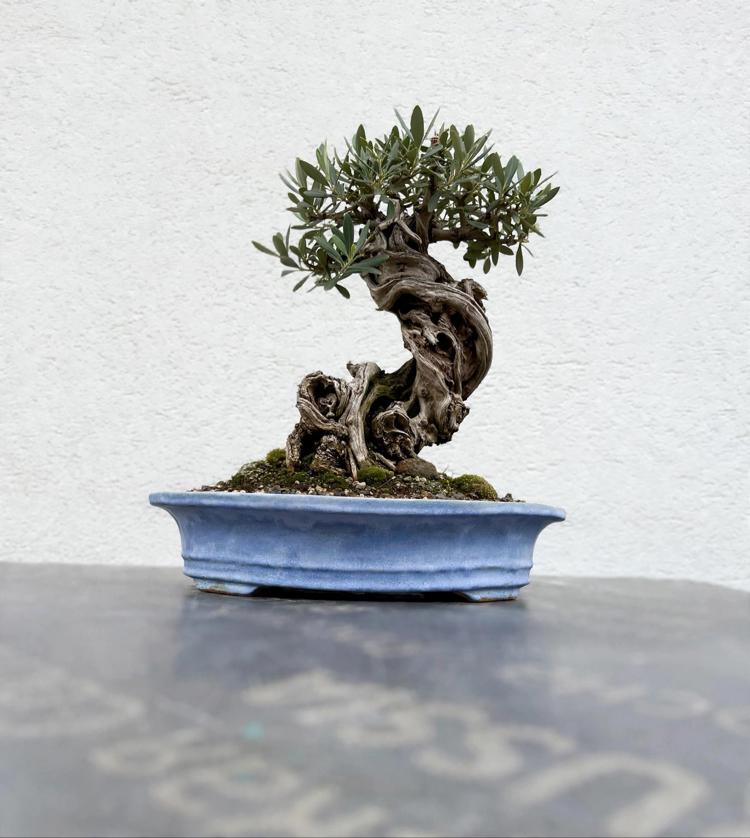Stoneware Sırlı Seramik Bonsai Saksısı 48 cm