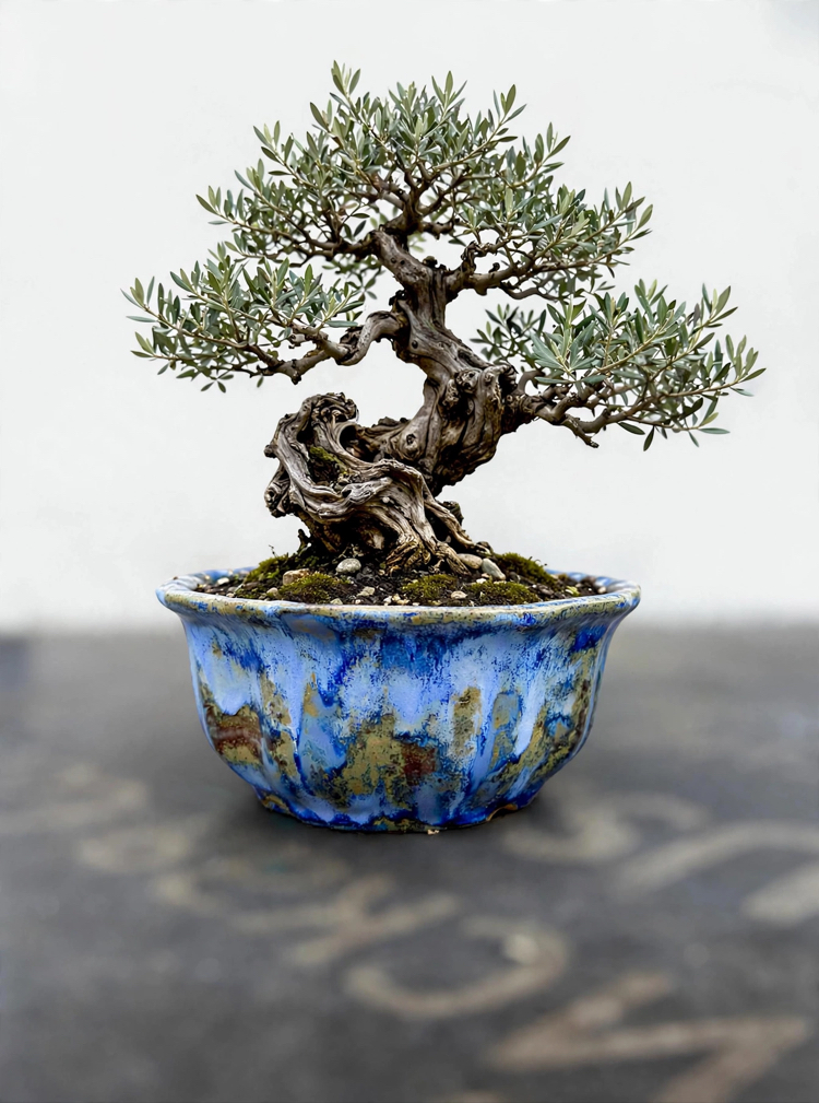 Stoneware Sırlı Seramik Bonsai Saksısı 18 cm