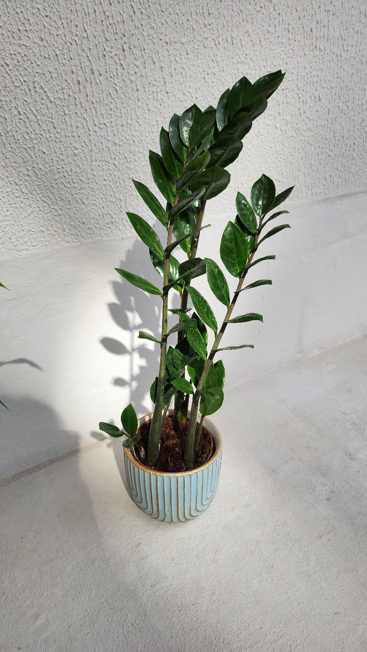 Zamia "Z" Bitkisi