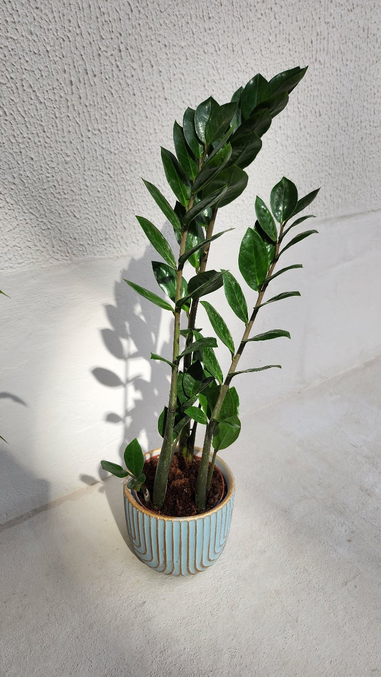 Zamia "Z" Bitkisi