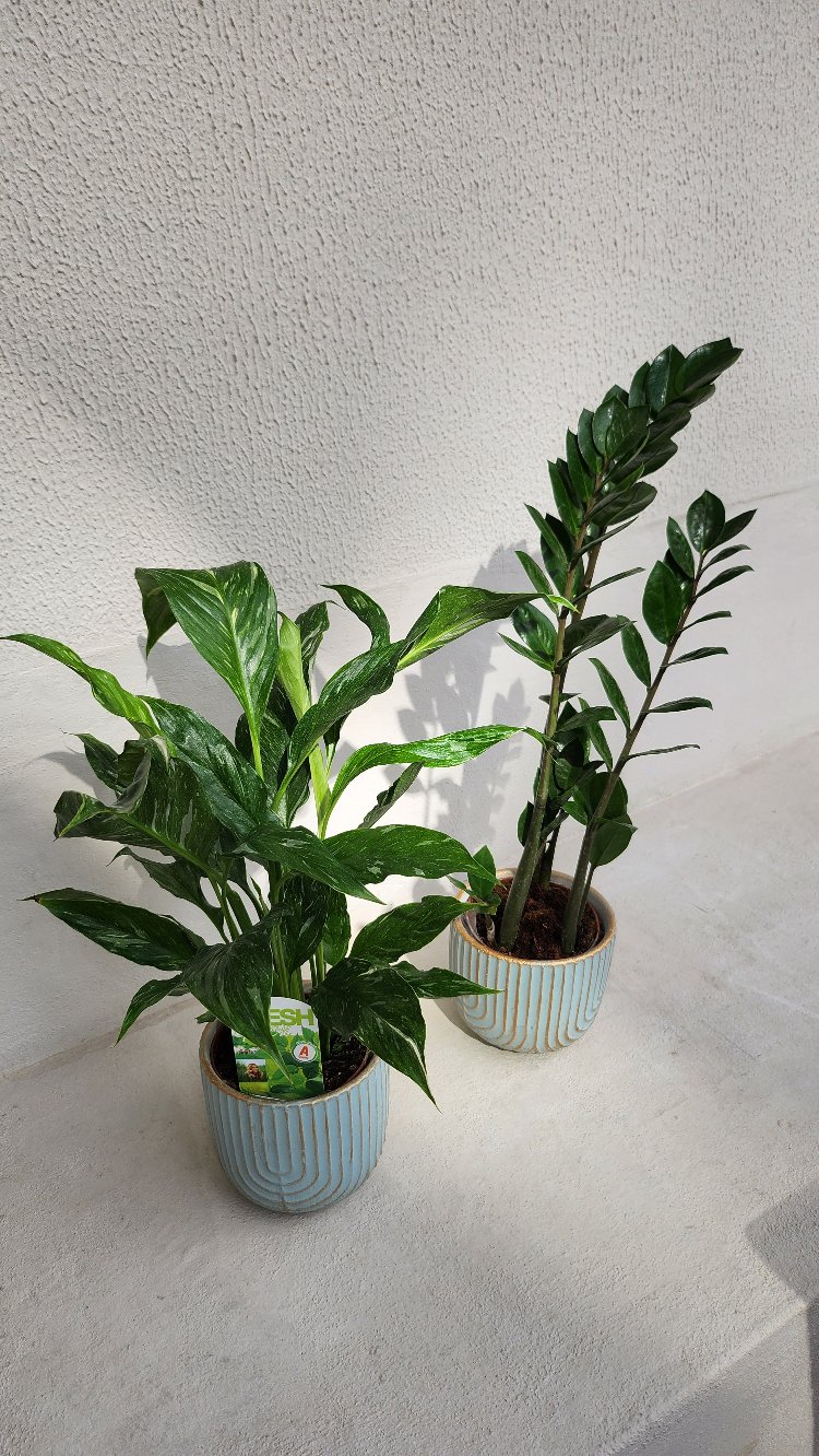 Zamia "Z" Bitkisi