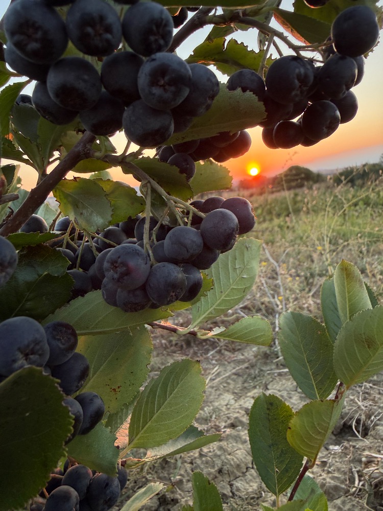5 kg.       Taze Aronia meyvesi.