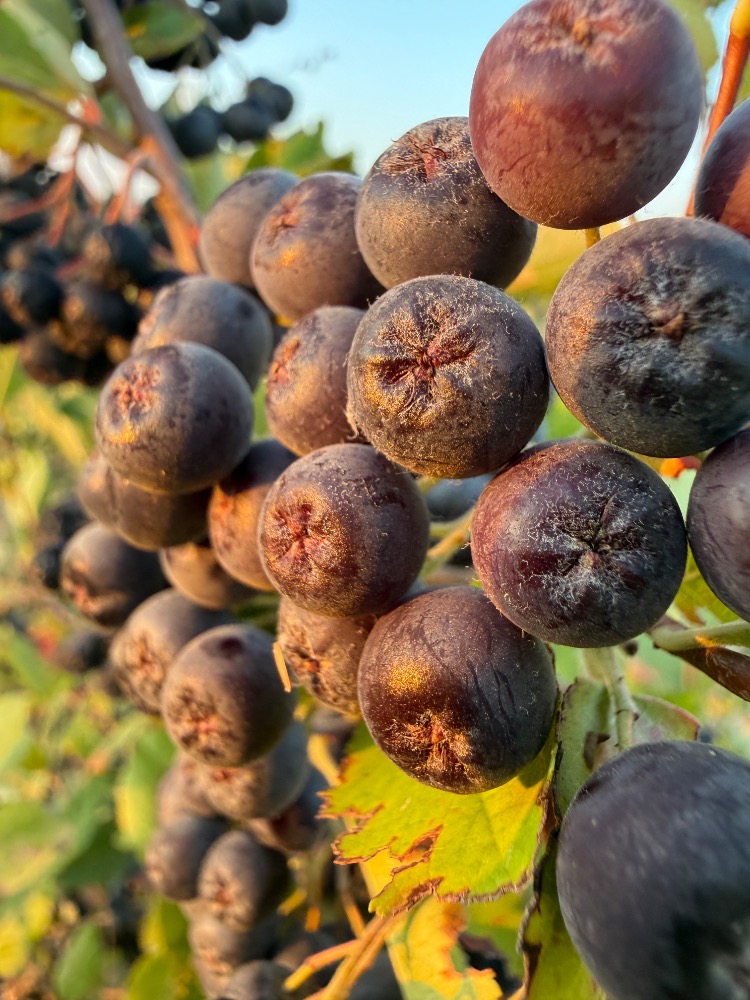 5 kg.       Taze Aronia meyvesi.