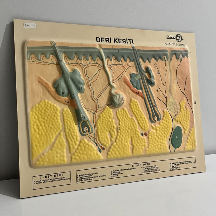 Vintage Deri Kesiti Rölyefi