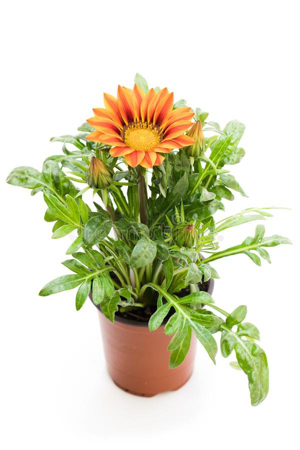 Gazania Çiçeği (SAKSIDA 1 FİDAN ) 