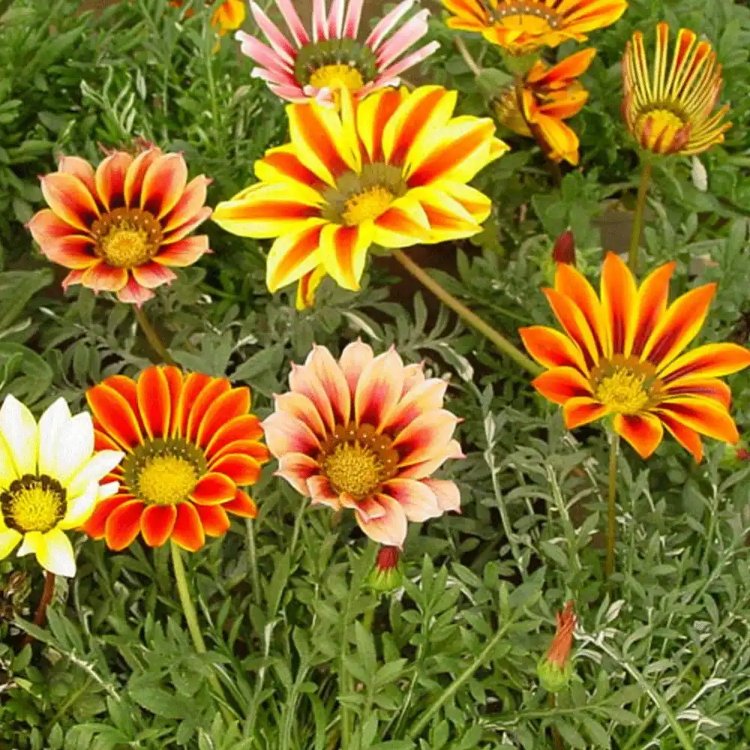 Gazania Çiçeği (SAKSIDA 1 FİDAN ) 