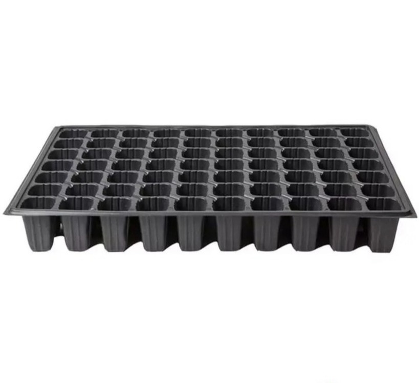 70 GÖZ FİDE VİYOLÜ (70GF100A) 100 'LÜ PAKET