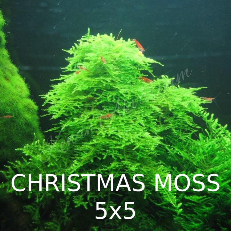 Christmas Moss 5x5