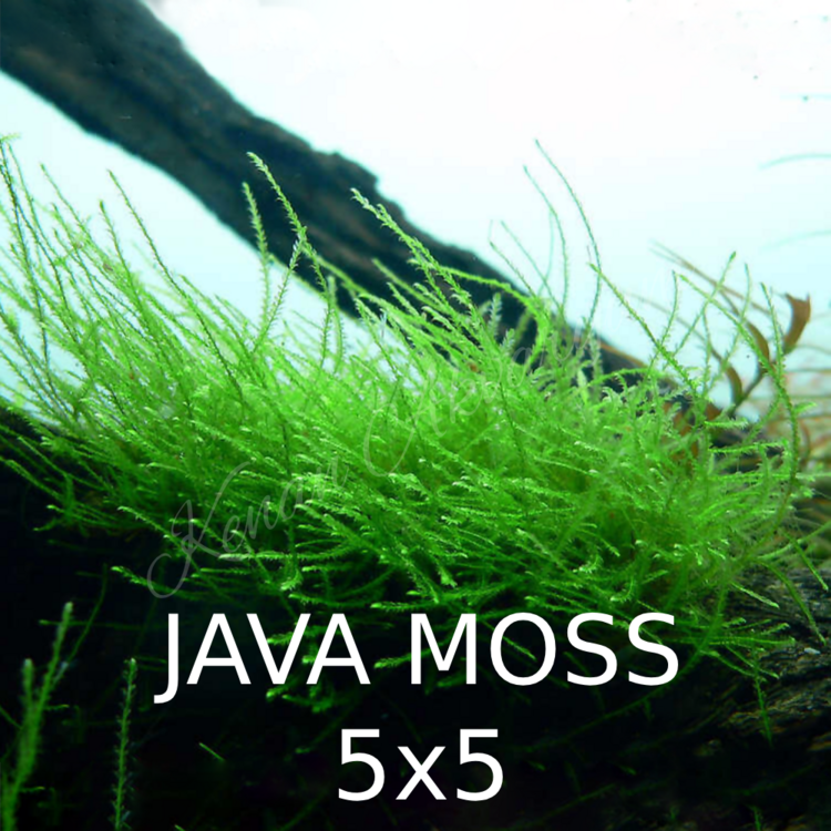 Java Moss 5x5
