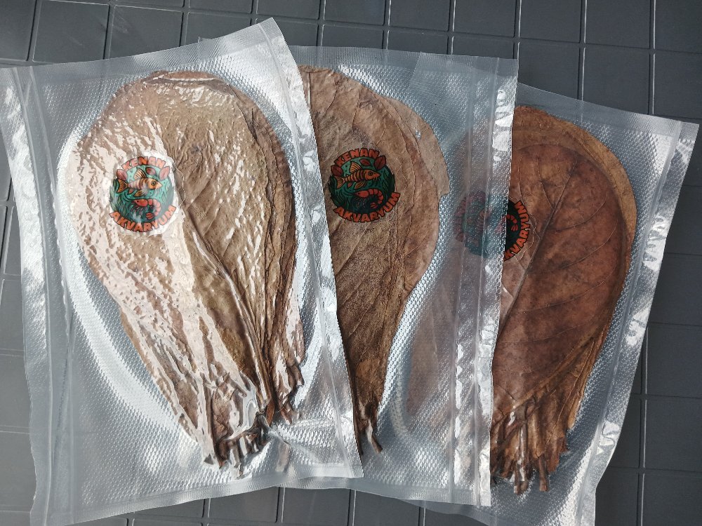 Catappa Yaprağı 10 Adet Küçük Boy 15-18cm