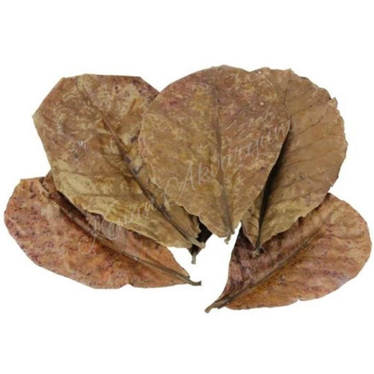 Cattapa Yaprağı 150 Gram