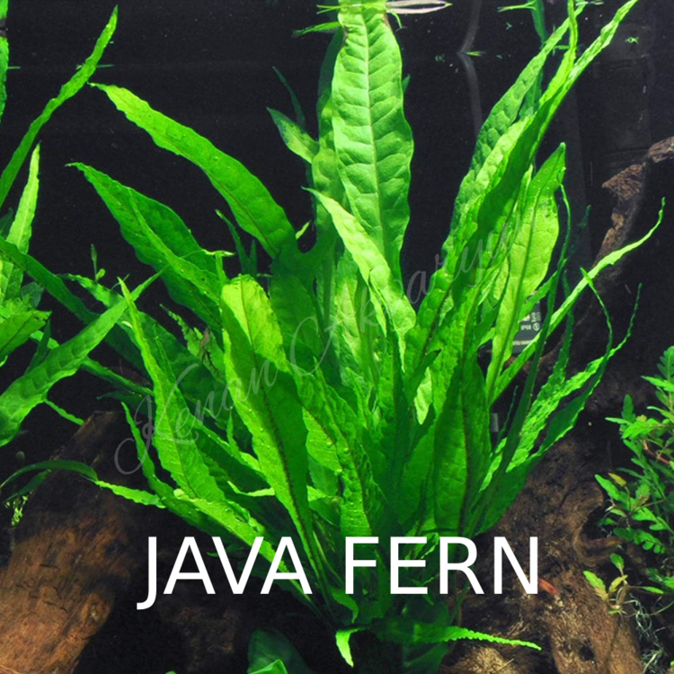 Java Fern 1 Buket