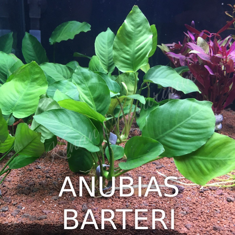 Anubias 1 Buket (5-6 yaprak)