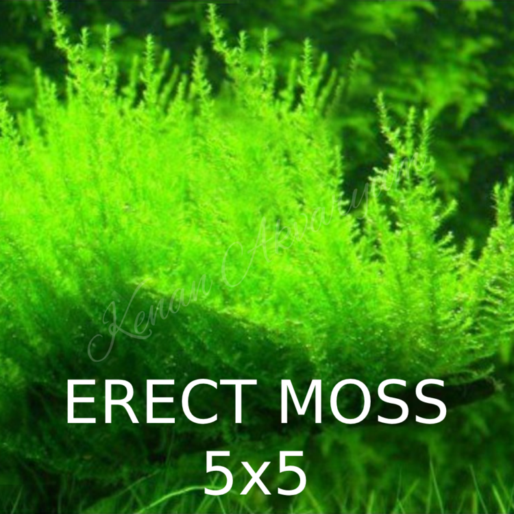Erect Moss 5x5