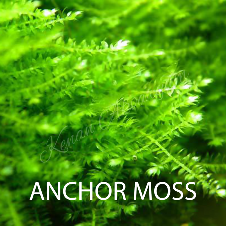 Anchor Moss 5x5