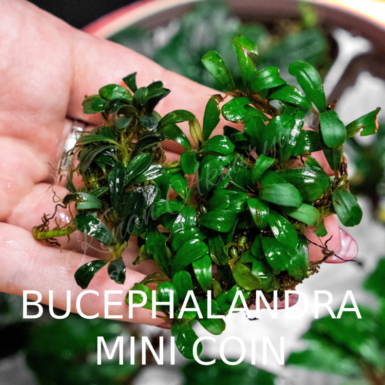 Bucephalandra Mini Coin 1 Kök