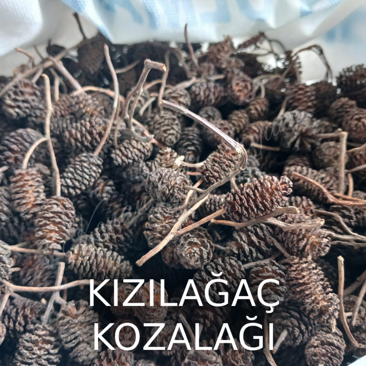 Kızılağaç Kozalağı 100 Adet