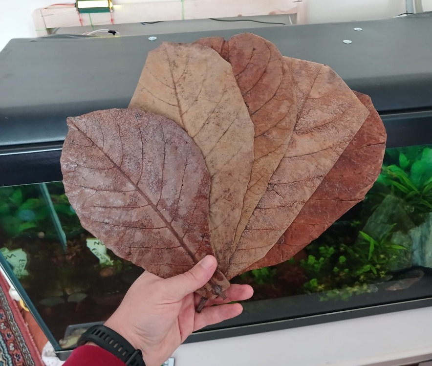 Cattapa Yaprağı 150 Gram