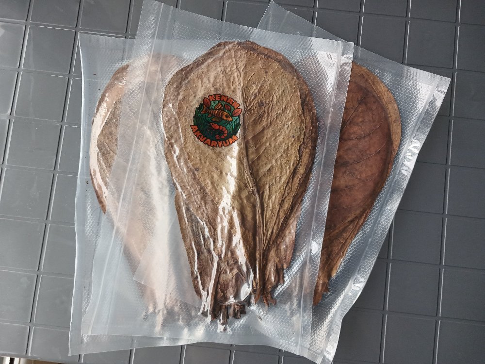 Catappa Yaprağı 10 Adet Küçük Boy 15-18cm