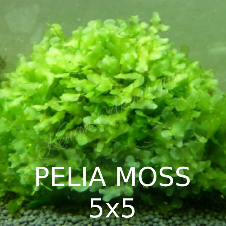 Pelia Moss 5x5