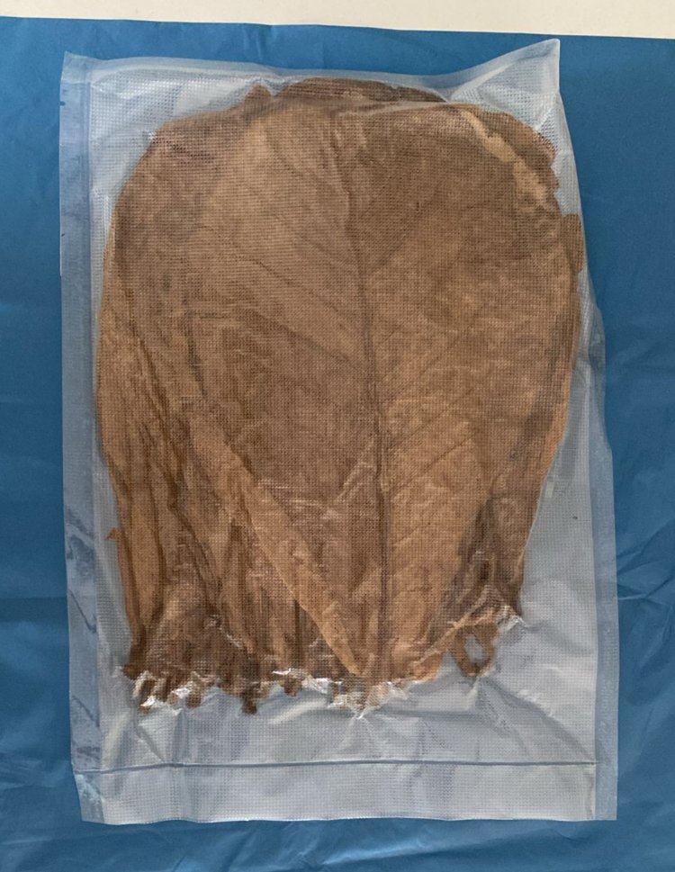 Catappa Yaprağı 10 Adet Büyük Boy 20-23cm