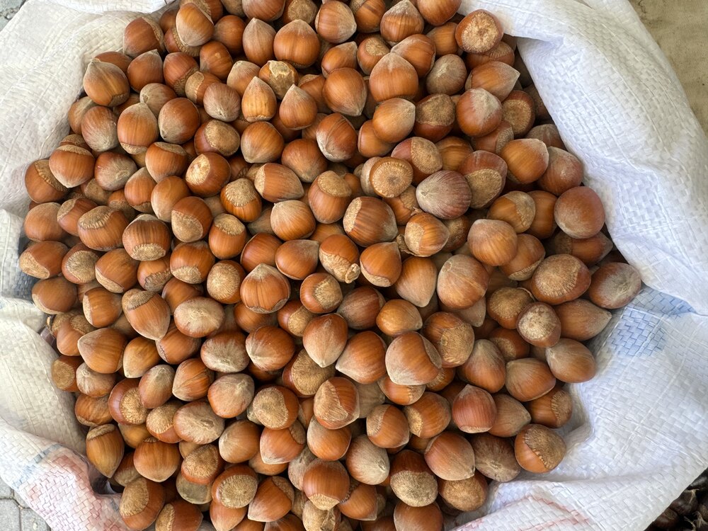 Yerli Kabuklu Leziz Fındık