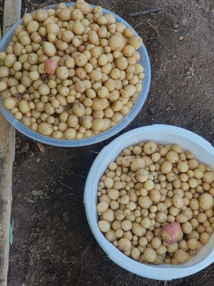 Bolluk Patatesi