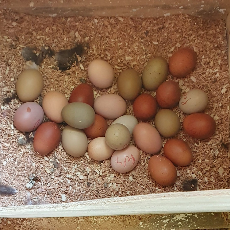 Kirpinin Renkli Yumurtaları