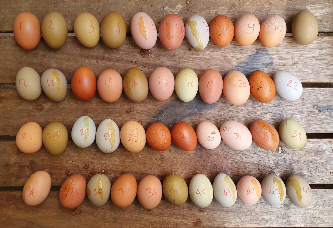 Kirpinin Renkli Yumurtaları -24'lü