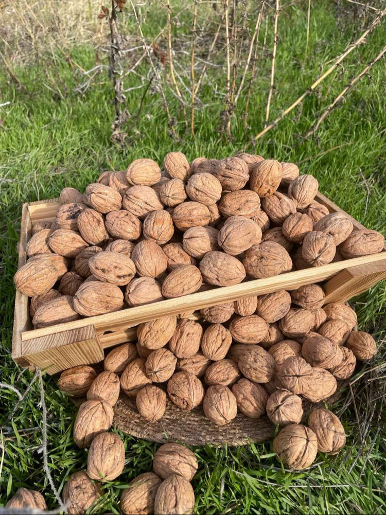 Kabuklu kuru ceviz 1kg