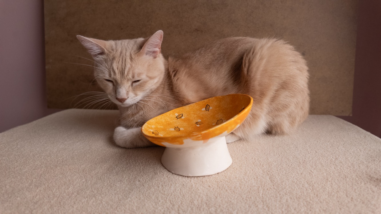 Arı Desenli Eğimli Whisker-Friendly Yükseltilmiş Seramik Kedi Mama Kabı — 14 cm
