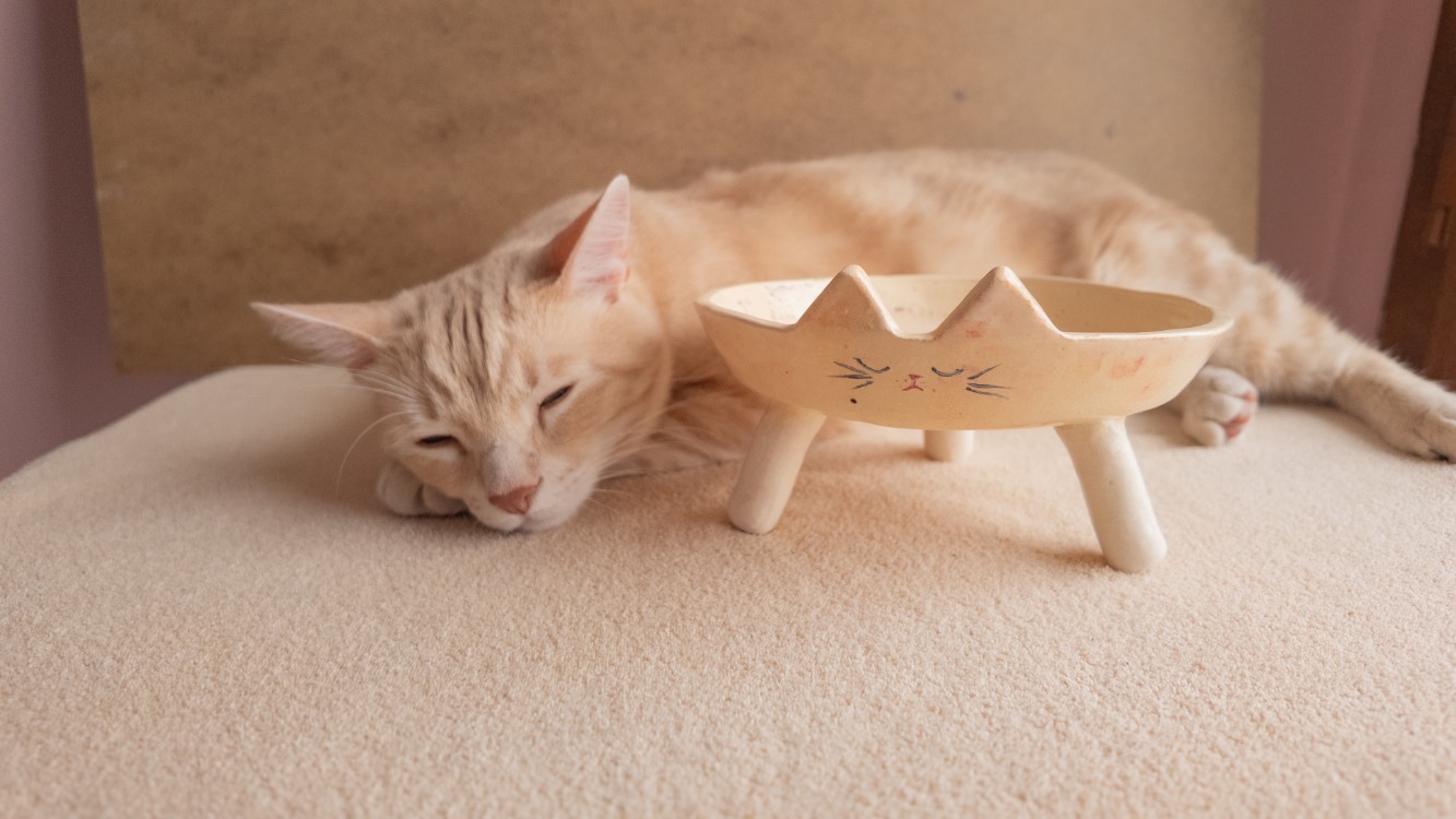 El Yapımı Kedi Yüzlü Yükseltilmiş Seramik Kedi Mama Kabı — 19 cm | Kuimo