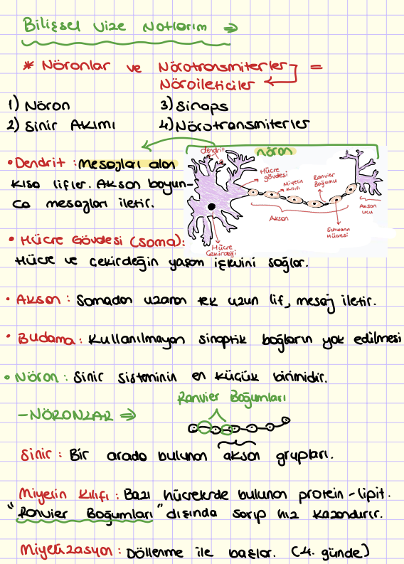 Bilişsel Psikoloji Vize Notlarım